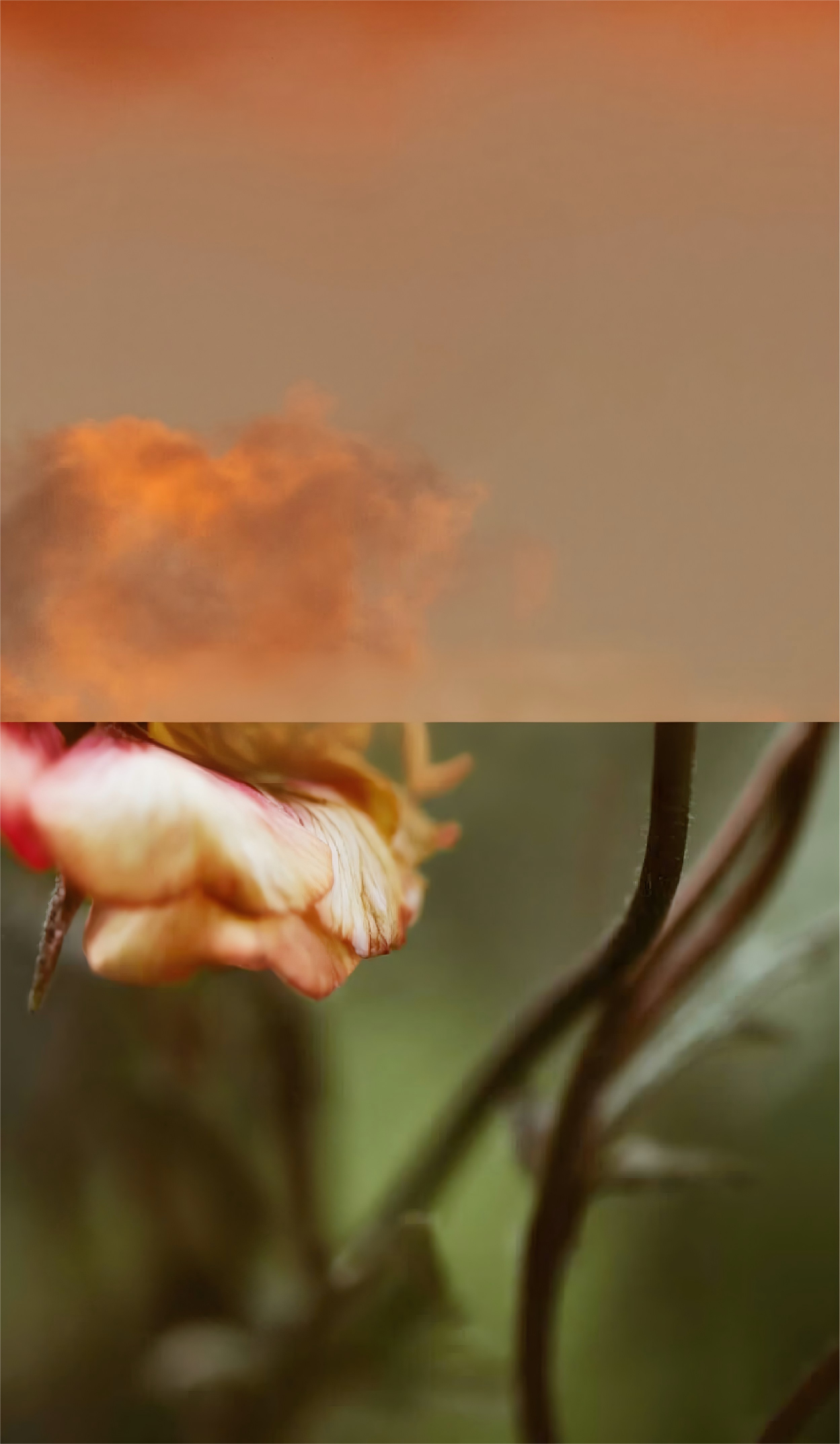 Nouveau Look, Même Cœur : Découvrez le OFCASA Rafraîchi